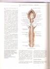  Atlas anatomije coveka 2 (na ruskom) 